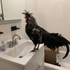 Park Slope Woman Explains How A Rooster Named 'Elizabeth Warrhen' Wound Up In Her Bathroom